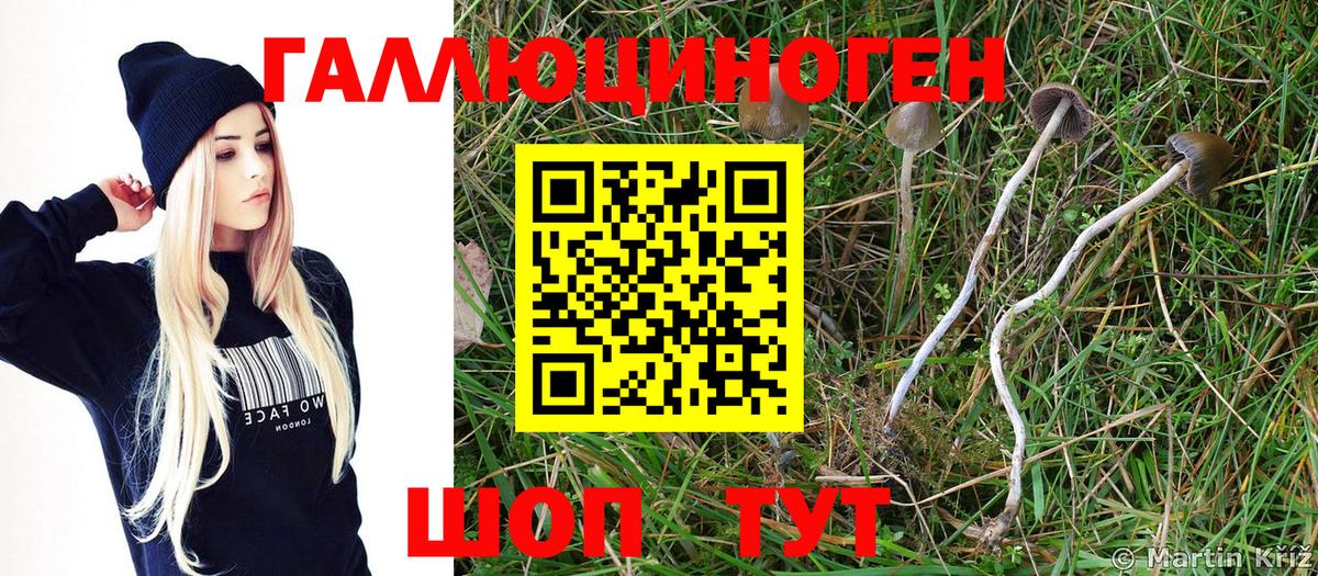 Псилоцибиновые грибы Psilocybine cubensis  Вход с VPN  Чебоксары  Галлюциногенные грибы MAGIC MUSHROOMS 